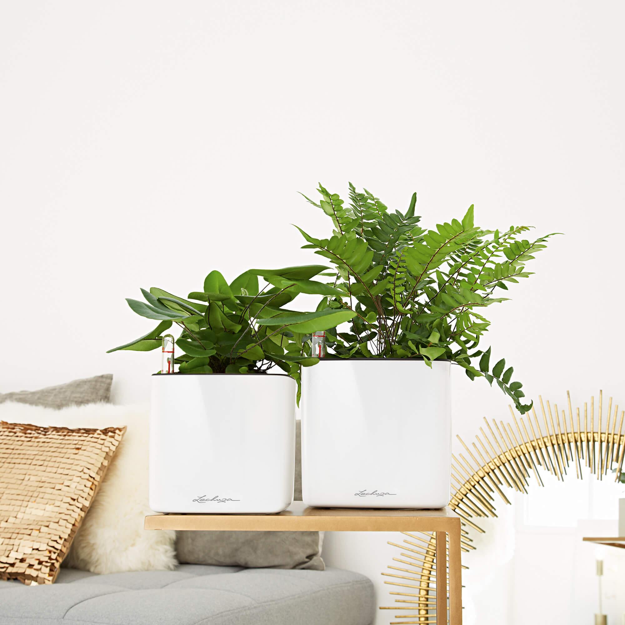 LECHUZA planter CUBE Glossy white 17x17cm, square